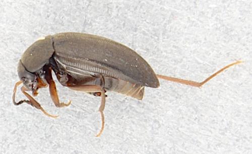 Réf. 354 825 : Anemadus acicularis